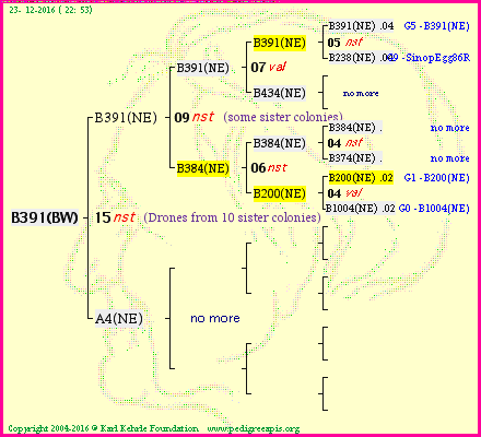 Pedigree of B391(BW) :
four generations presented