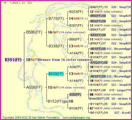 Pedigree of B391(FF) :
four generations presented
it's temporarily unavailable, sorry!