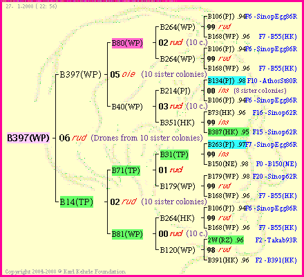 Pedigree of B397(WP) :
four generations presented