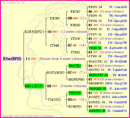 Pedigree of B3w(BPD) :
four generations presented