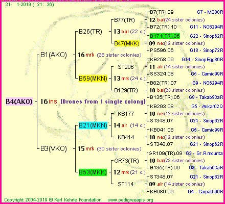Pedigree of B4(AKO) :
four generations presented<br />it's temporarily unavailable, sorry!