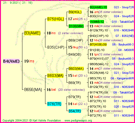 Pedigree of B4(AME) :
four generations presented
it's temporarily unavailable, sorry!