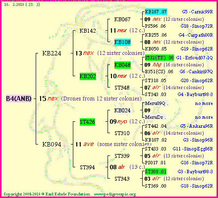 Pedigree of B4(ANB) :
four generations presented