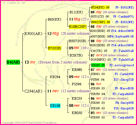 Pedigree of B4(AR) :
four generations presented