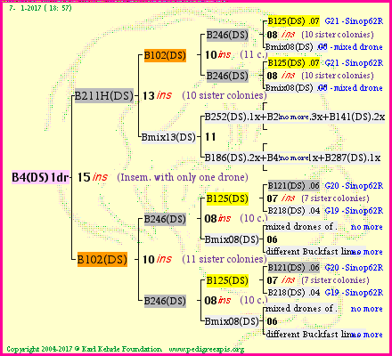 Pedigree of B4(DS)1dr :
four generations presented