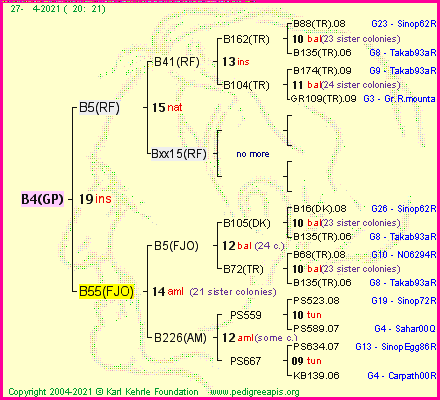 Pedigree of B4(GP) :
four generations presented
it's temporarily unavailable, sorry!