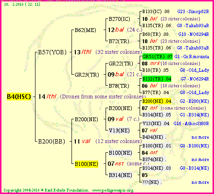 Pedigree of B4(HSC) :
four generations presented