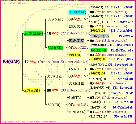 Pedigree of B4(MAF) :
four generations presented