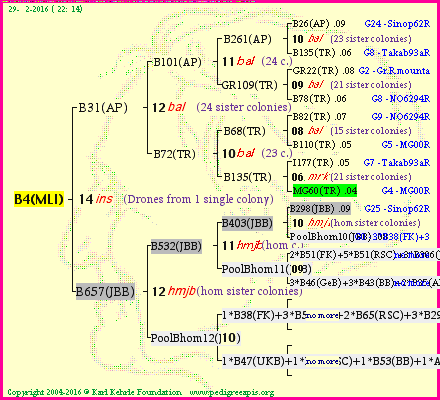 Pedigree of B4(MLI) :
four generations presented