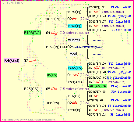 Pedigree of B4(MM) :
four generations presented