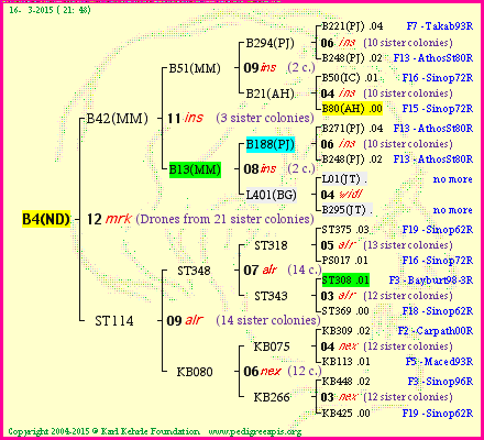 Pedigree of B4(ND) :
four generations presented