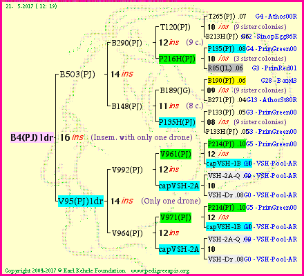 Pedigree of B4(PJ)1dr :
four generations presented