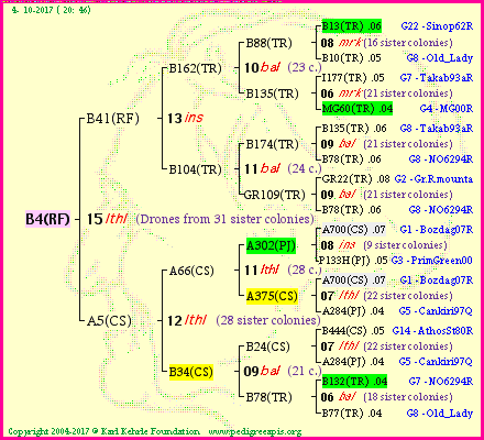 Pedigree of B4(RF) :
four generations presented