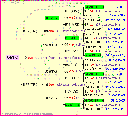 Pedigree of B4(TK) :
four generations presented