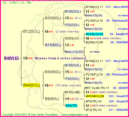 Pedigree of B4(VLG) :
four generations presented
it's temporarily unavailable, sorry!