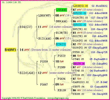 Pedigree of B4(WF) :
four generations presented