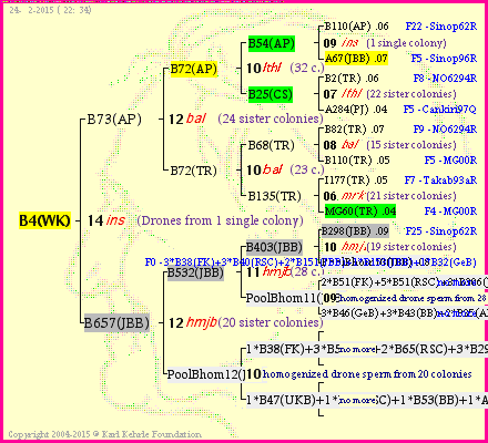 Pedigree of B4(WK) :
four generations presented