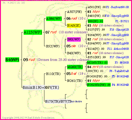 Pedigree of B4(WP) :
four generations presented