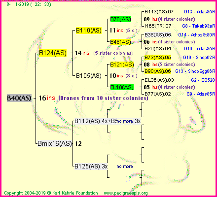 Pedigree of B40(AS) :
four generations presented<br />it's temporarily unavailable, sorry!