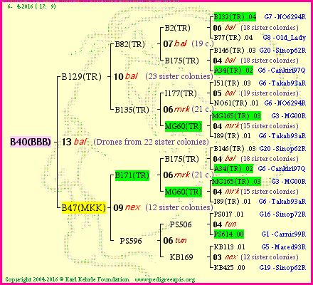 Pedigree of B40(BBB) :
four generations presented