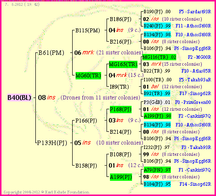 Pedigree of B40(BL) :
four generations presented