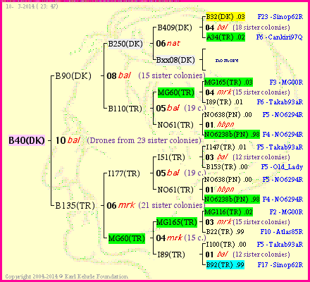 Pedigree of B40(DK) :
four generations presented