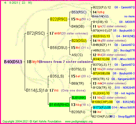 Pedigree of B40(DSU) :
four generations presented
it's temporarily unavailable, sorry!