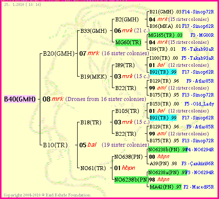 Pedigree of B40(GMH) :
four generations presented