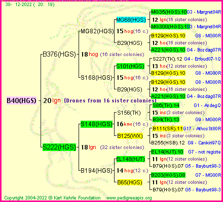 Pedigree of B40(HGS) :
four generations presented
it's temporarily unavailable, sorry!