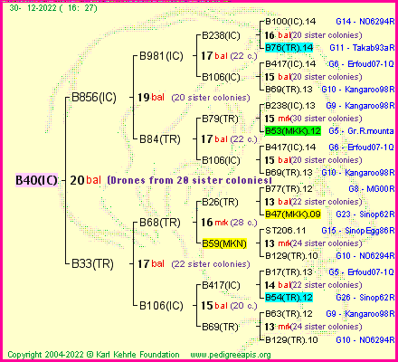 Pedigree of B40(IC) :
four generations presented
it's temporarily unavailable, sorry!