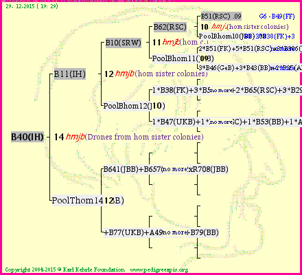 Pedigree of B40(IH) :
four generations presented