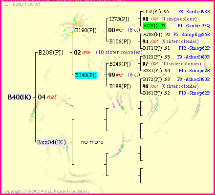 Pedigree of B40(IK) :
four generations presented
it's temporarily unavailable, sorry!