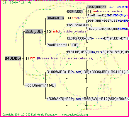 Pedigree of B40(JBB) :
four generations presented<br />it's temporarily unavailable, sorry!