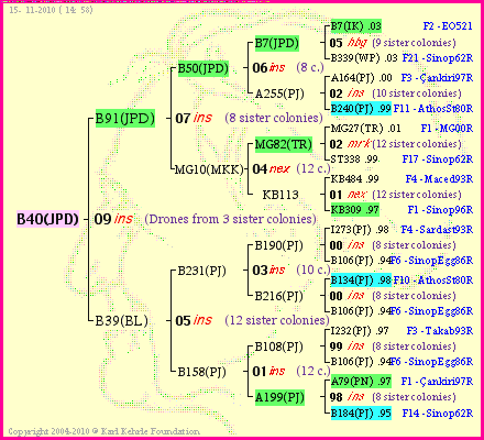 Pedigree of B40(JPD) :
four generations presented