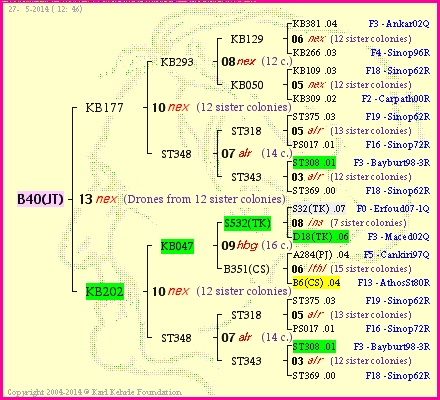 Pedigree of B40(JT) :
four generations presented