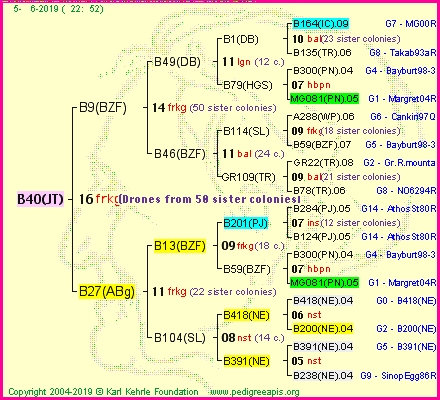 Pedigree of B40(JT) :
four generations presented<br />it's temporarily unavailable, sorry!