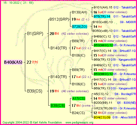 Pedigree of B40(KAS) :
four generations presented
it's temporarily unavailable, sorry!