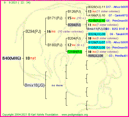 Pedigree of B40(MHG) :
four generations presented
it's temporarily unavailable, sorry!