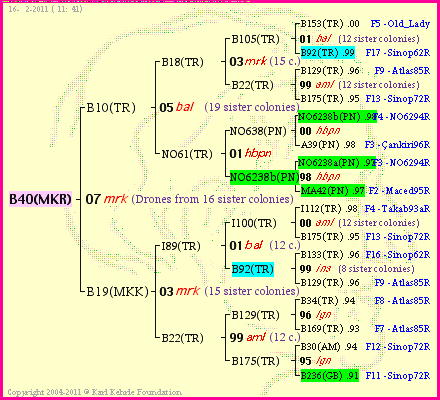 Pedigree of B40(MKR) :
four generations presented