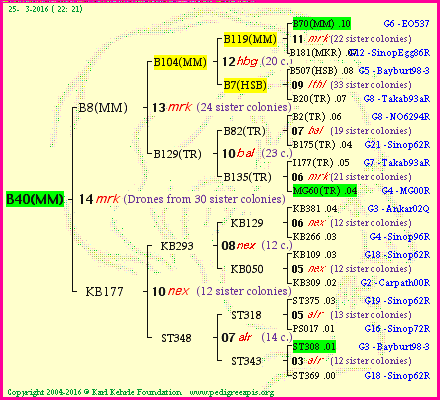 Pedigree of B40(MM) :
four generations presented<br />it's temporarily unavailable, sorry!