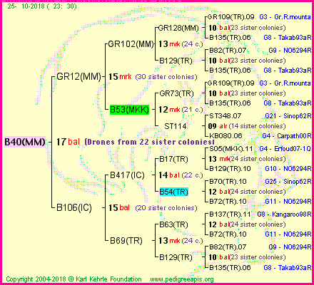 Pedigree of B40(MM) :
four generations presented
it's temporarily unavailable, sorry!