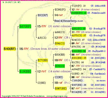 Pedigree of B40(RF) :
four generations presented<br />it's temporarily unavailable, sorry!