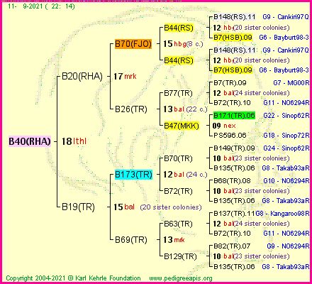 Pedigree of B40(RHA) :
four generations presented
it's temporarily unavailable, sorry!