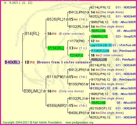 Pedigree of B40(RL) :
four generations presented
it's temporarily unavailable, sorry!