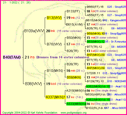 Pedigree of B40(TAM) :
four generations presented
it's temporarily unavailable, sorry!