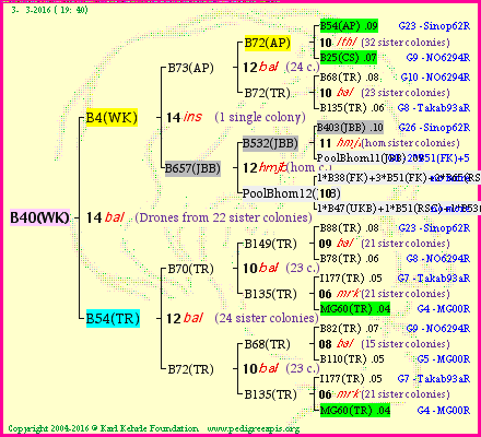 Pedigree of B40(WK) :
four generations presented