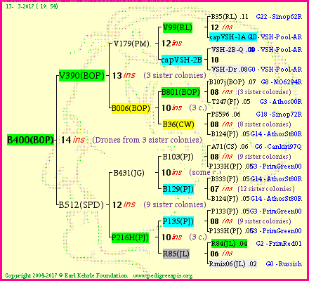 Pedigree of B400(BOP) :
four generations presented