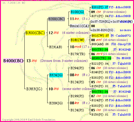 Pedigree of B400(CBC) :
four generations presented