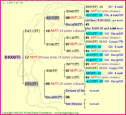 Pedigree of B400(FF) :
four generations presented