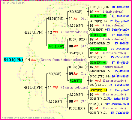 Pedigree of B401(JPN) :
four generations presented